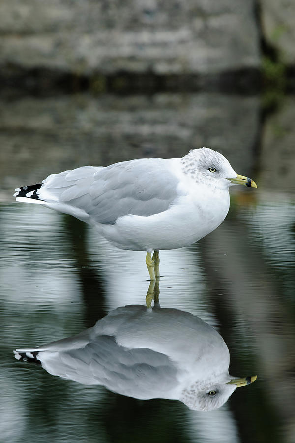 Seagull reflection Photograph by Jan Luit
