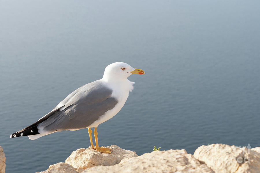 Seagull observes the blue-grey Mediterranean Sea Photograph by Adriana Mueller