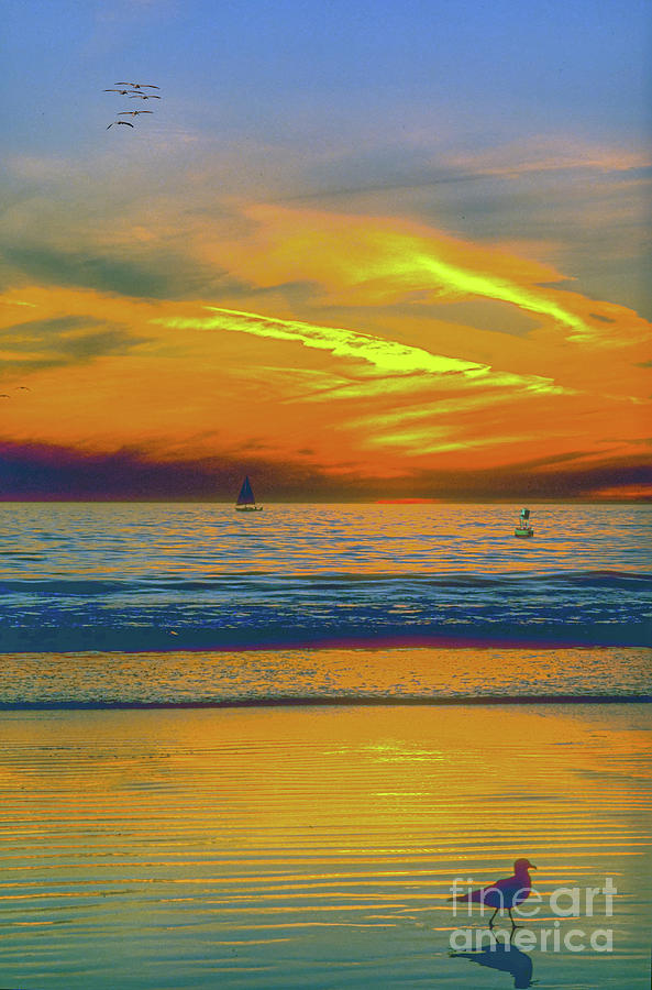Seagull Sailboat Sunset Photograph by David Zanzinger