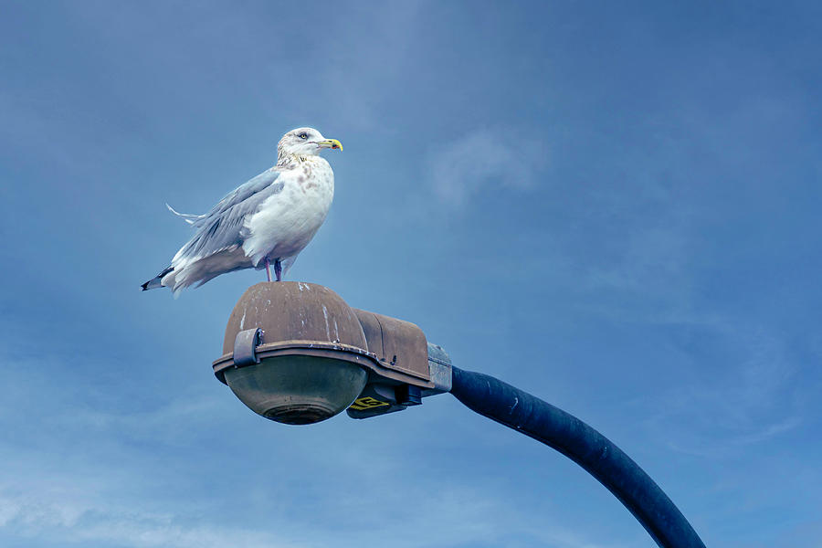 Seagull Photograph by Sandi Kroll