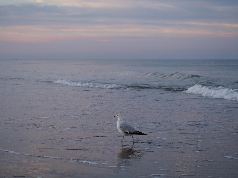 Seagull Sea Photograph by Rachel Morrison