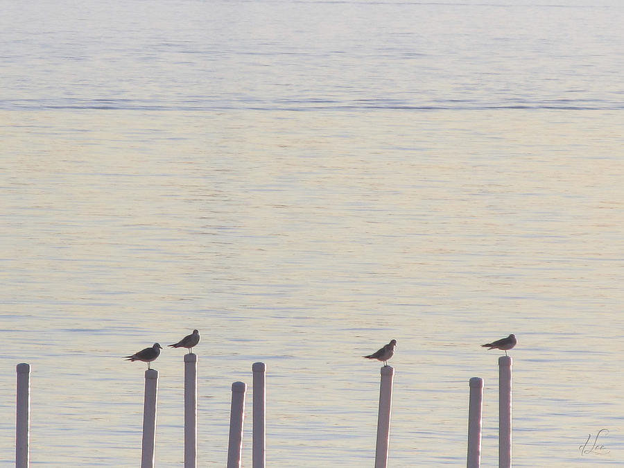 Bird Photograph - Seagull Sentry by D Lee