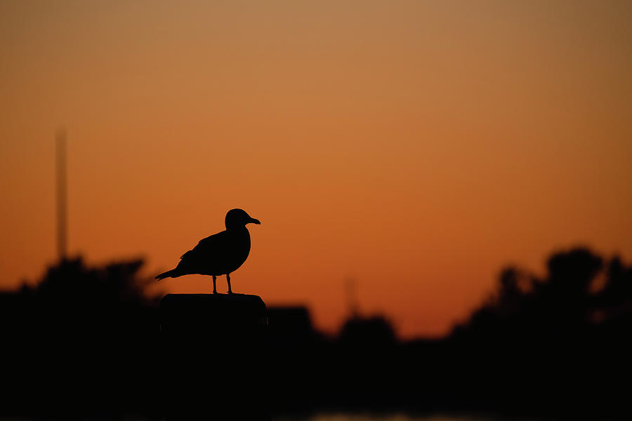 Seagull Silhouette Photograph by Andrew Pacheco
