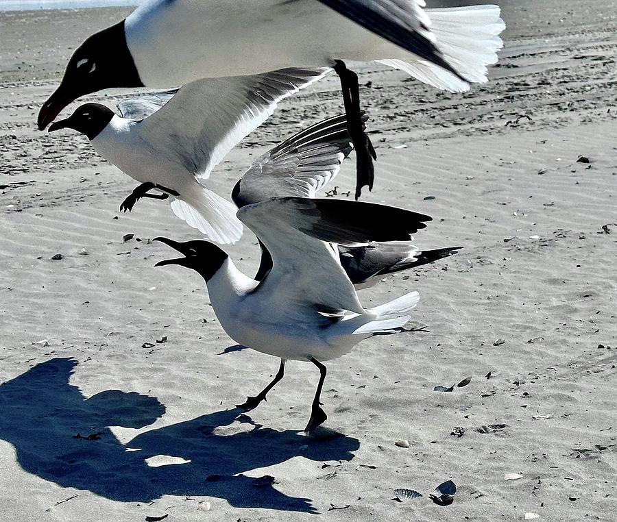 Seagull Singing Photograph by Joan Reese