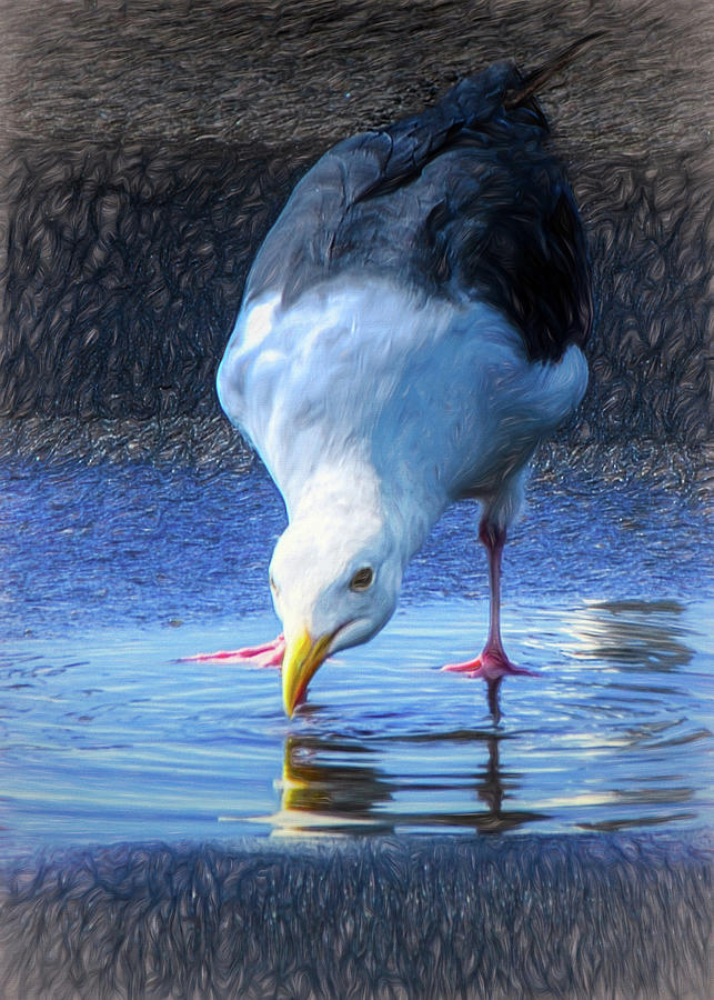 Seagull Sipping Mixed Media by Joseph Hollingsworth