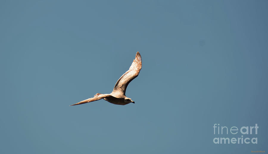Seagull Soaring Photograph by Roberta Byram