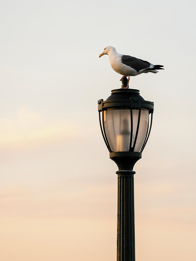 Seagull standing on a cast iron street lamp at dusk Photograph by Steven Heap