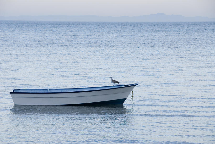 Seagull standing on empty boat in tranquil water Photograph by LivingImages