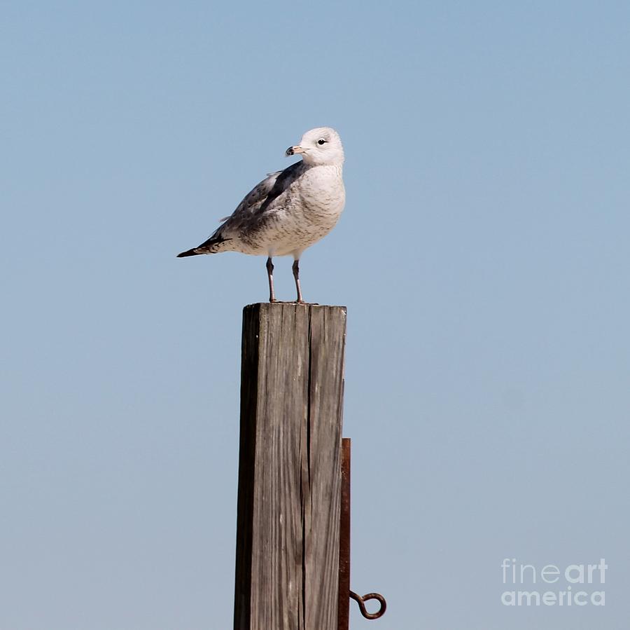 Seagull Standing on Post Photograph by Catherine Wilson