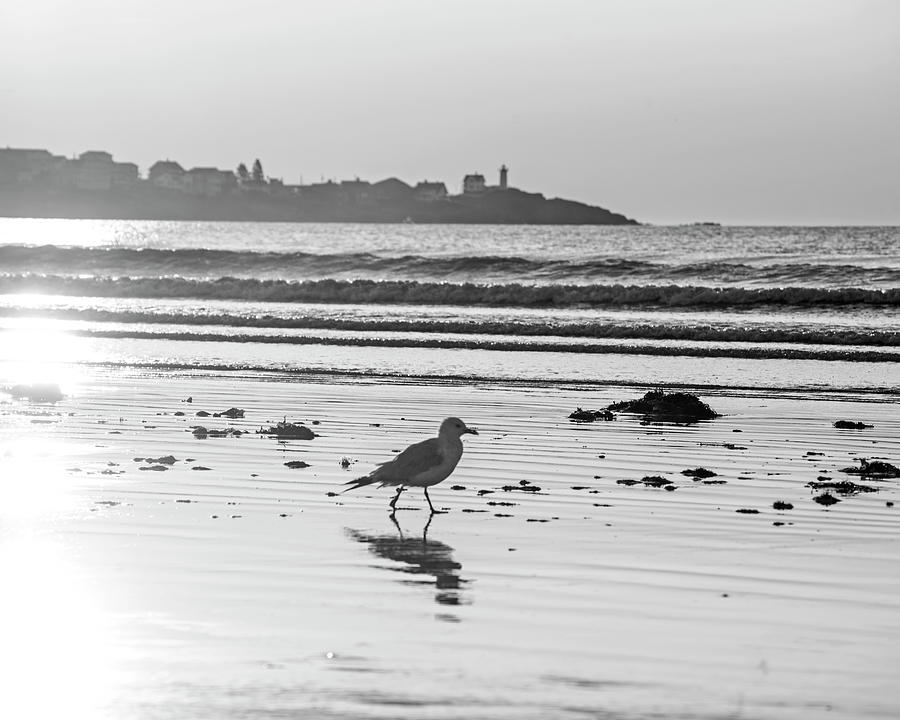 Seagull Strolling Long Sands Beach York Maine Sunrise Nubble Lighthouse Cape Neddick Black and White Photograph by Toby McGuire