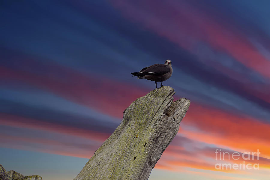 Seagull Photograph - Seagull Stump by Sherry Little Fawn Schuessler