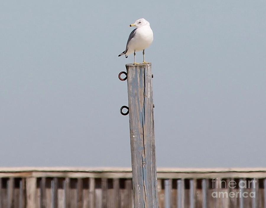 Seagull Sunning Photograph by Catherine Wilson