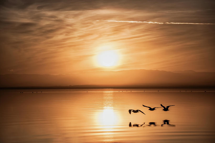 Seagull Sunset Photograph by Marilyn McFarlin Seagull Sunset Photograph by Marilyn McFarlin