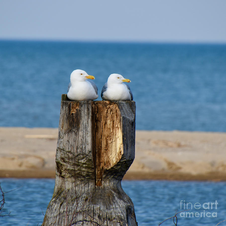 Seagull Synchrony Photograph by James Lloyd