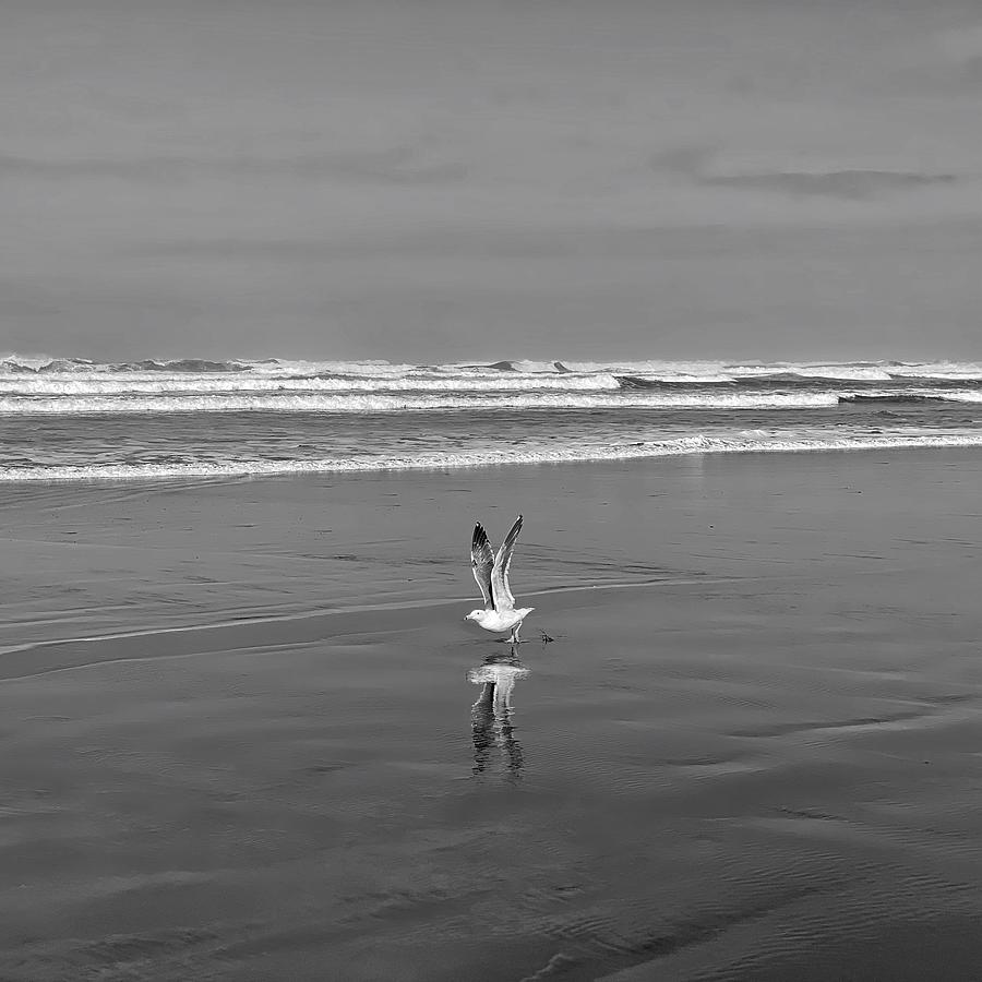 Seagull Taking Off bw Photograph by Jerry Abbott