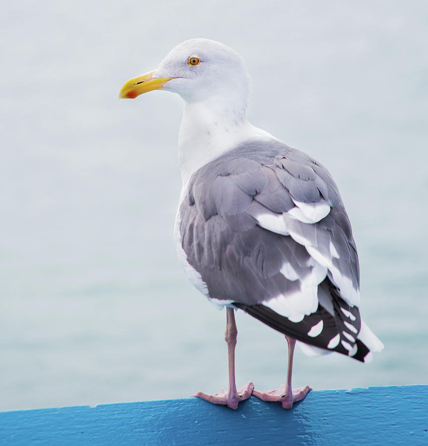 Seagull Portrait Photograph by Terry Walsh