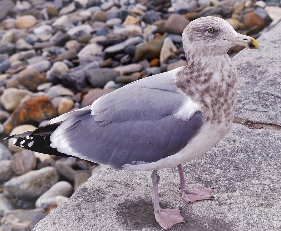 - Seagull Photograph by THERESA Nye