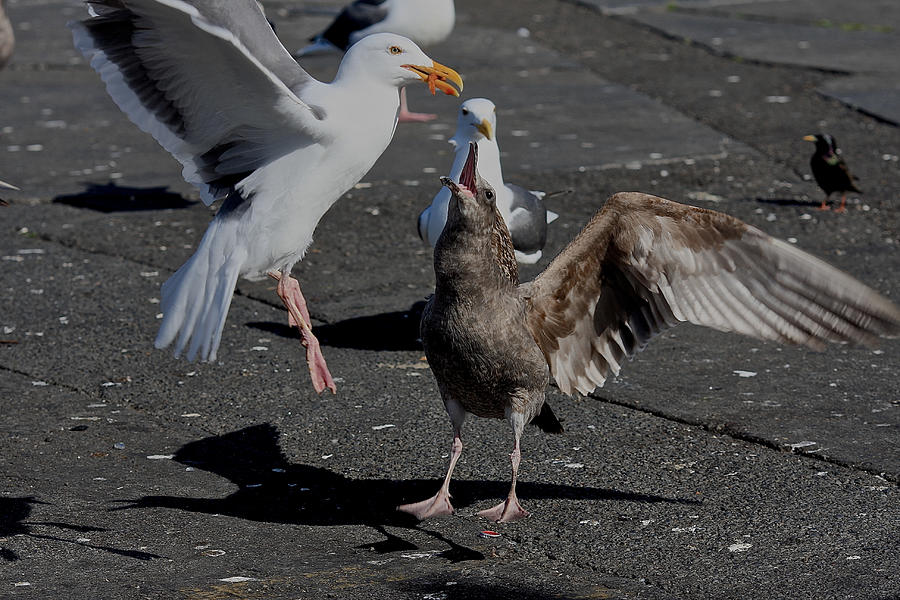 Seagull Thief Photograph by JStantonphotography