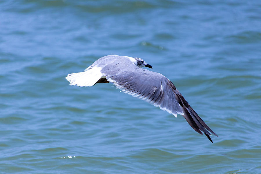 Seagull Trolling Photograph by Blair Damson
