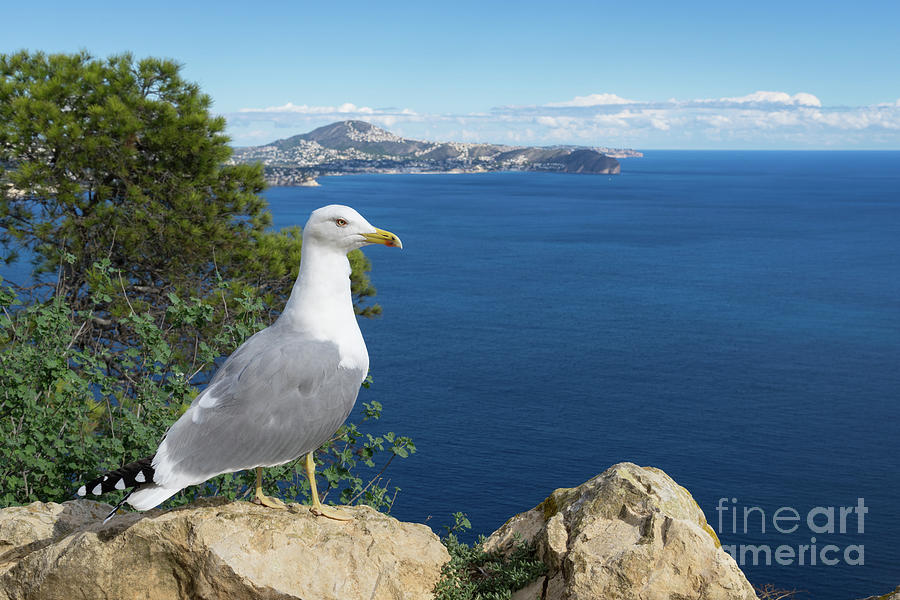 Seagull watches the Mediterranean Sea Photograph by Adriana Mueller