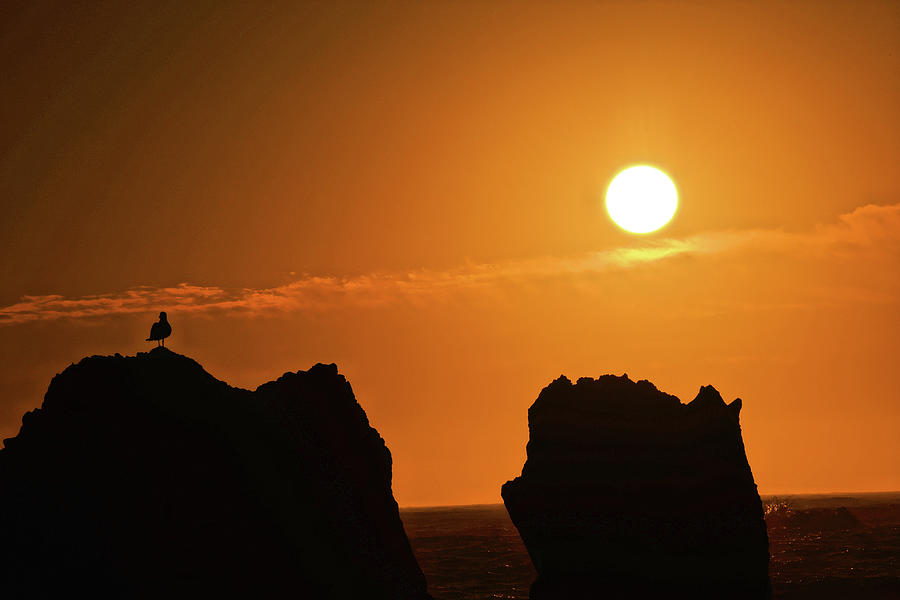 Seagull Watching The Sunset On Whales Head Beach Brookings Oregon Photograph