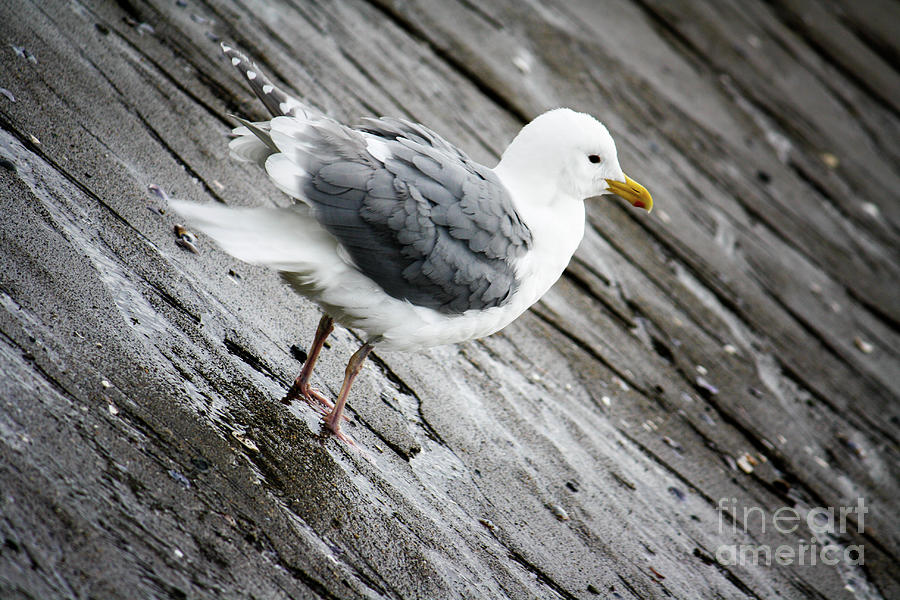 Seagull Photograph by Wilko van de Kamp Fine Photo Art