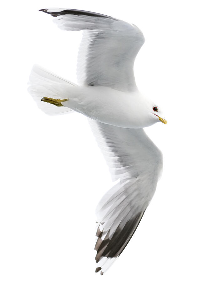 Seagull with clipping path on white background Photograph by Rusm