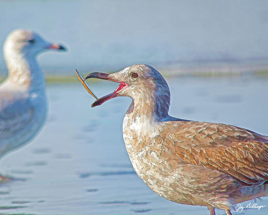 Seagull With Sand Dollar 002 Digital Art by Jay Billings - Fine Art America