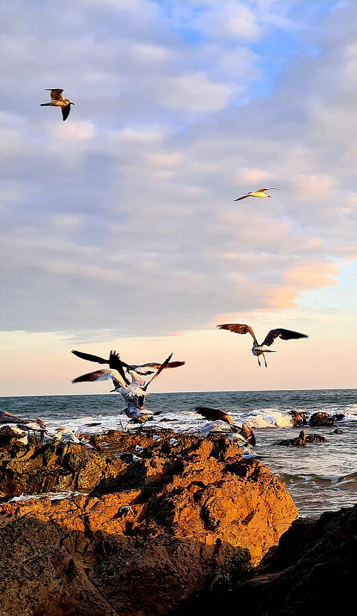 Sunset Photograph - Seagulls by Adriana Gheorghe