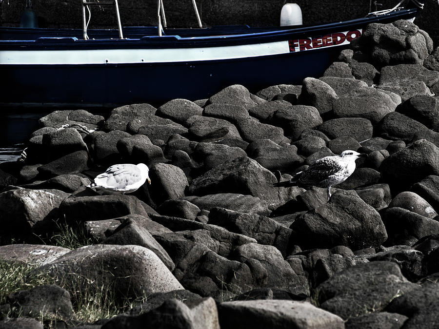 Seagulls  Photograph by Al Fio Bonina