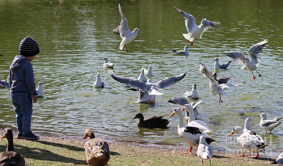 Seagull Photograph - Seagulls And Ducks by Eva Lechner
