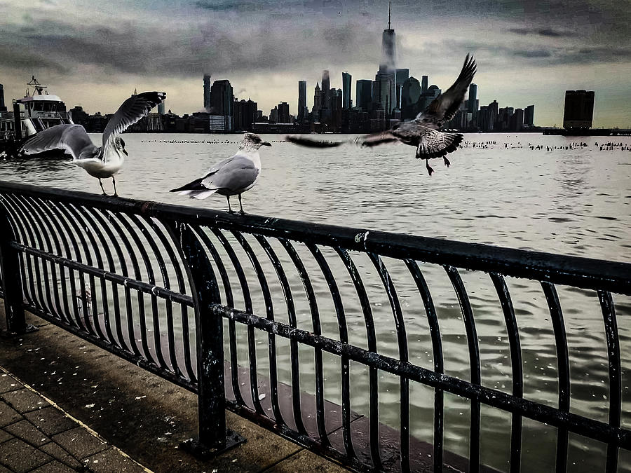 Seagulls and lower Manhattan Photograph by Jim Feldman