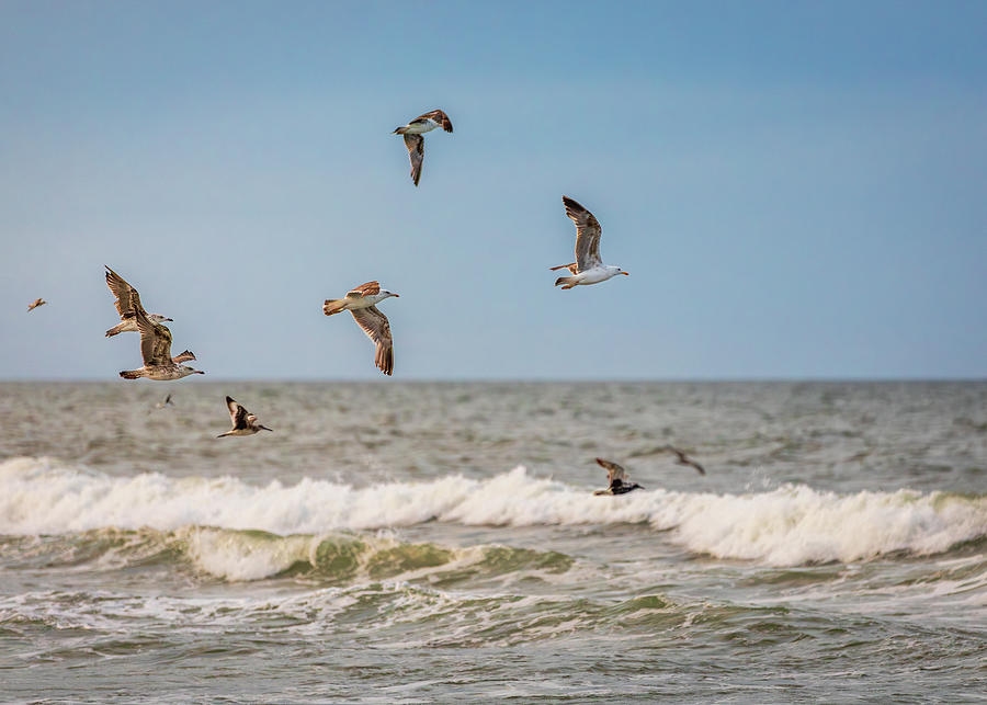 Seagulls and the Ocean Photograph by Rachel Morrison