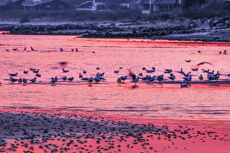 Seagulls at Dawn Photograph by Kim Lessel