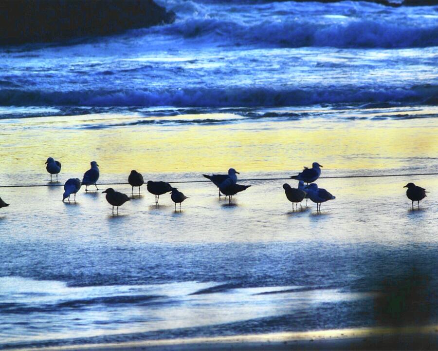 Seagulls at Dusk Photograph by Bonnie Bruno