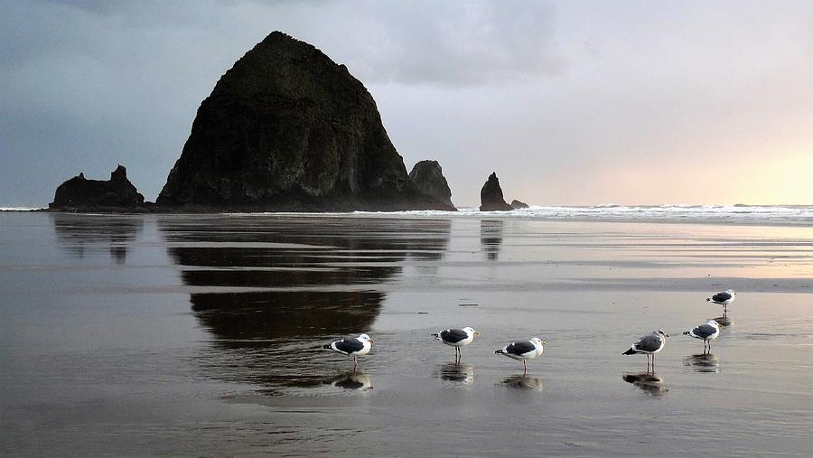 Seagulls at Haystack Rock Photograph by Tranquil Light Photography