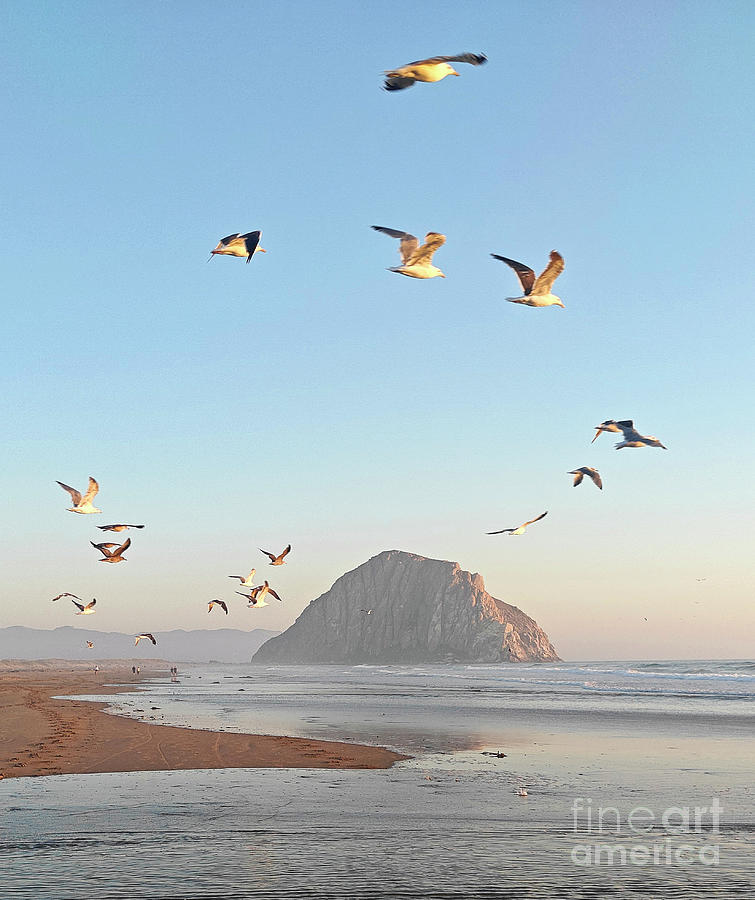 Seagulls at Morro Rock Photograph by Michael Rock
