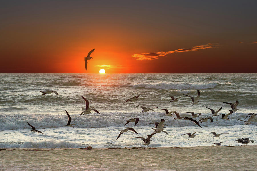 Seagulls at Sunset Photograph by Don Spenner