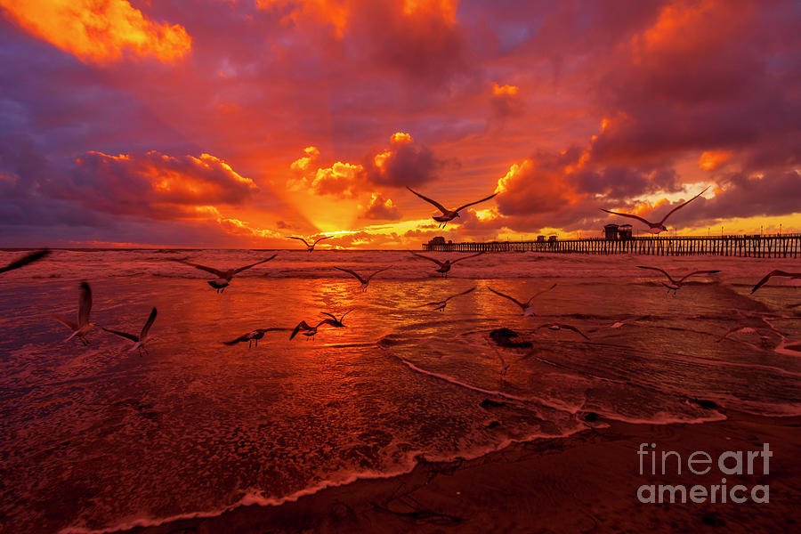 Seagulls at Sunset in Oceanside Photograph by Rich Cruse
