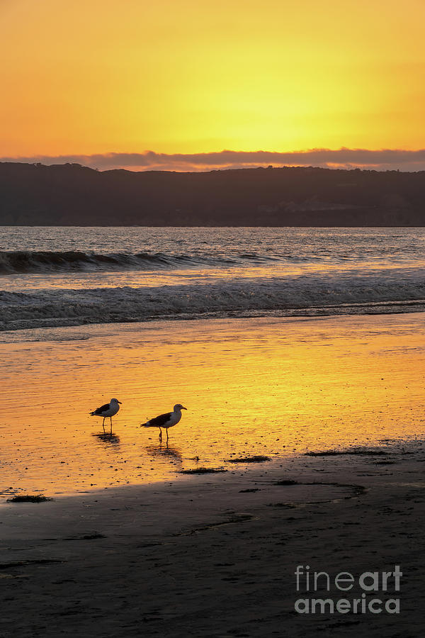 Seagulls at sunset on Coronado beach, San Diego Photograph by Delphimages Photo Creations