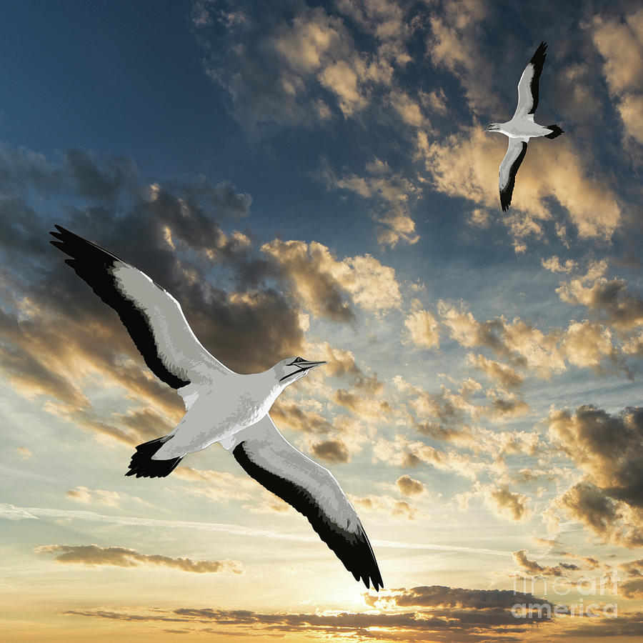Seagulls At Sunset Digital Art by Phil Perkins
