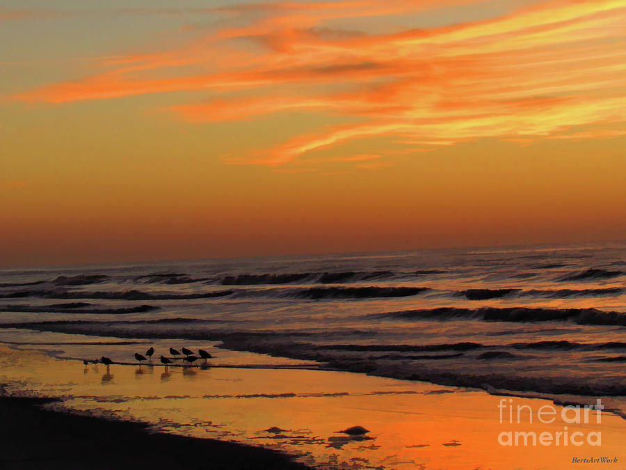 Seagulls at Sunset Photograph by Roberta Byram