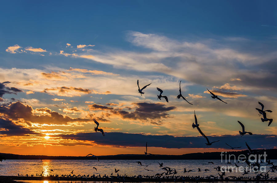 Sunset Photograph - Seagulls at sunset by Viktor Birkus