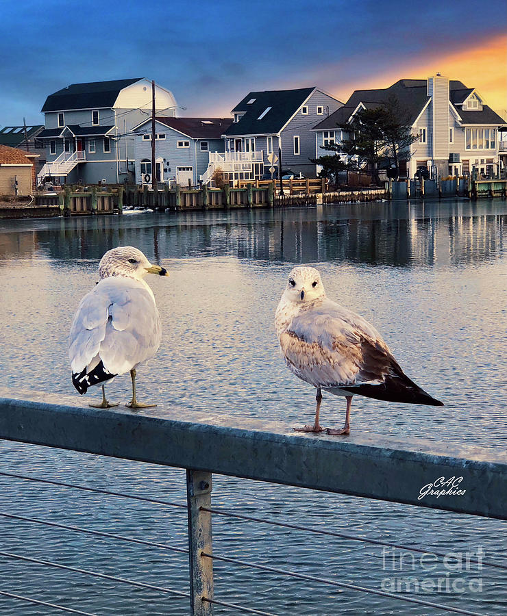 Seagulls By The Bay Photograph by CAC Graphics