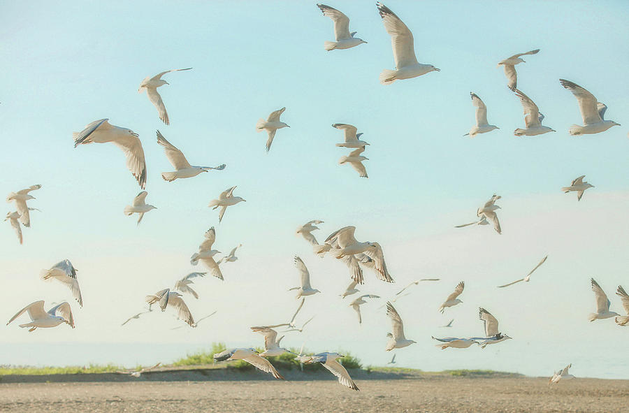 Seagulls by the Sea Photograph by Carrie Ann Grippo-Pike