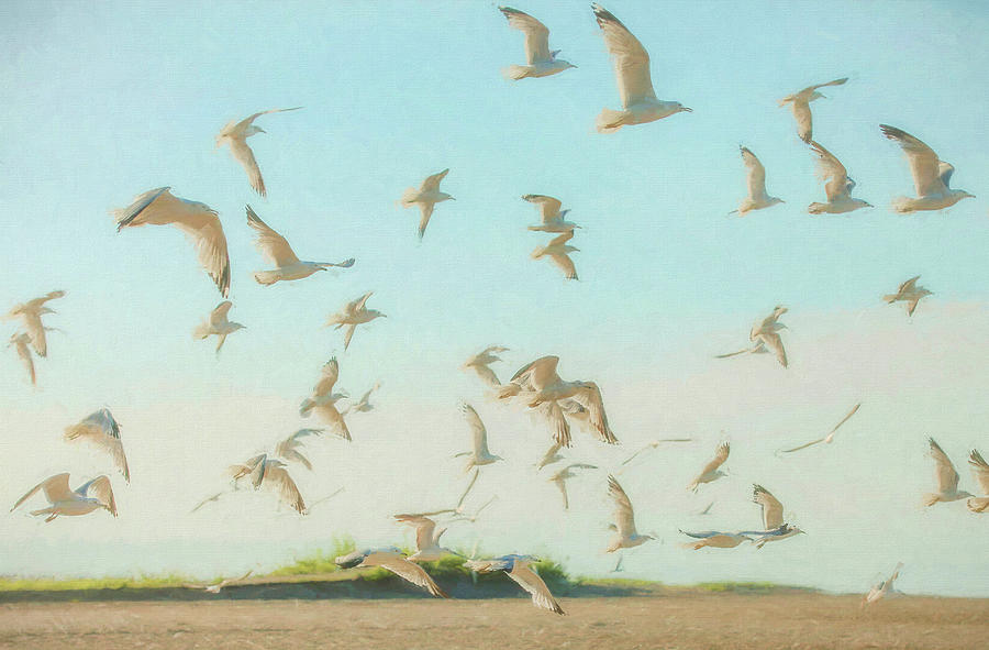 Seagulls by the Sea Painterly Version Photograph by Carrie Ann Grippo-Pike