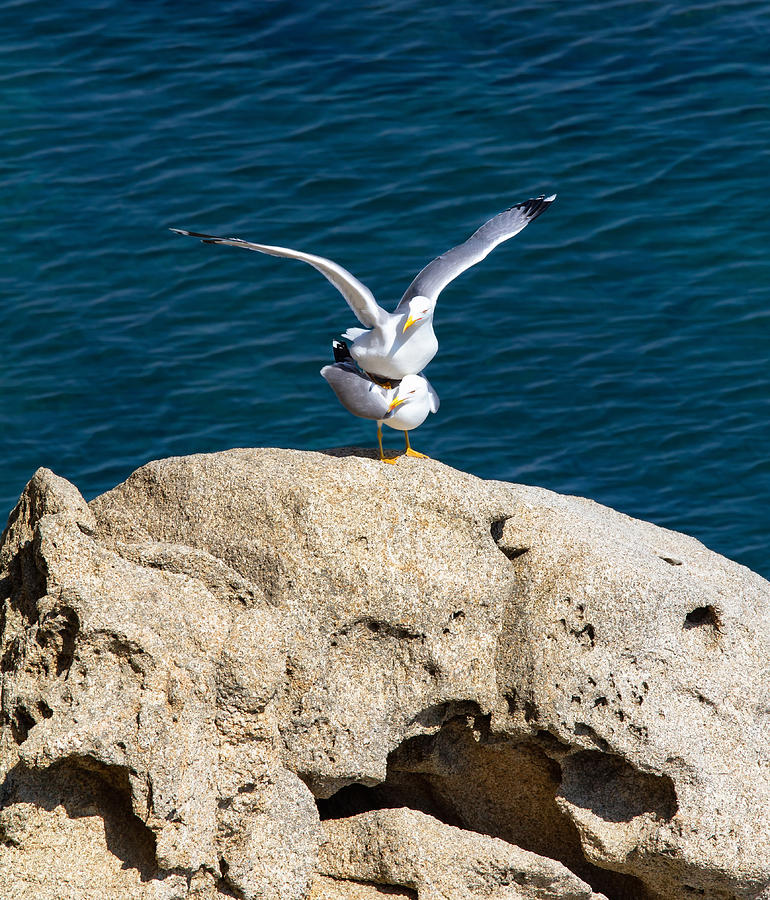 Seagulls Photograph by Digoarpi