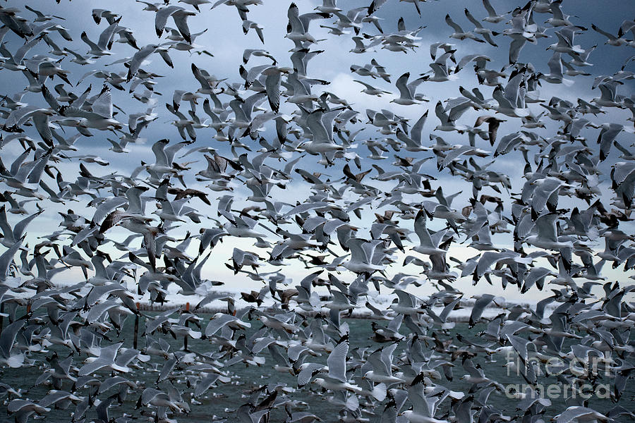 Seagulls Everywhere Photograph by Bailey Maier