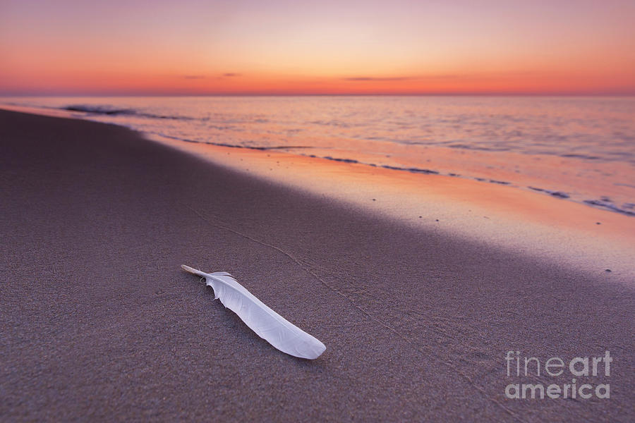 Seagulls Feather on Sandy Beach at Sunset Photograph by Arterra Picture Library