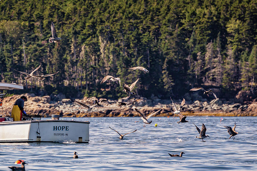 Seagulls Fishing Photograph by Denise Kopko